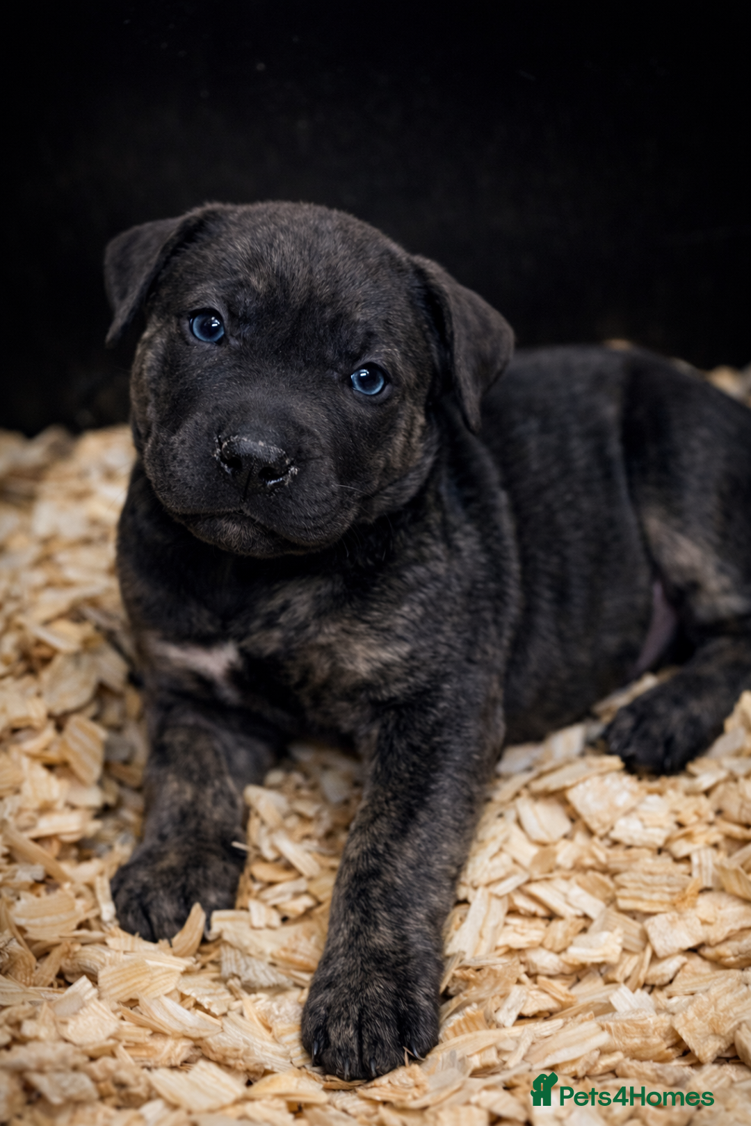 Presa Canario dogs for sale: Working Line Presa Canario Puppies - Advert 9