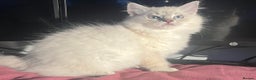 Ragdoll cats for sale: 5 Gorgeous TICA Ragdolls for Sale - Advert 2