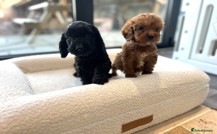 Cockapoo dogs - Advert 10
