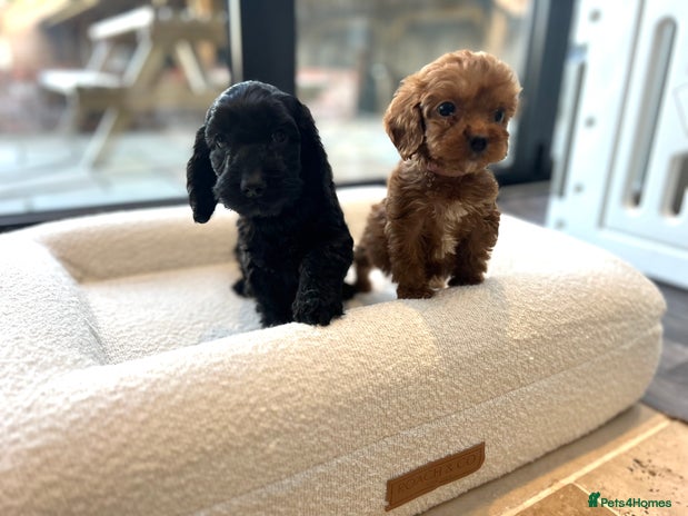 Cockapoo dogs - Advert 3