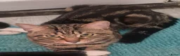 Mixed Breed cats for sale: Tiger - Advert 2