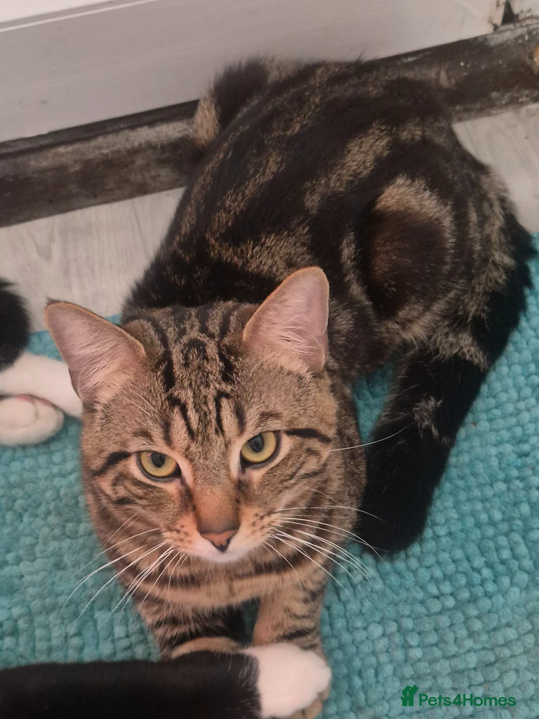 Mixed Breed cats for sale: Tiger - Advert 2
