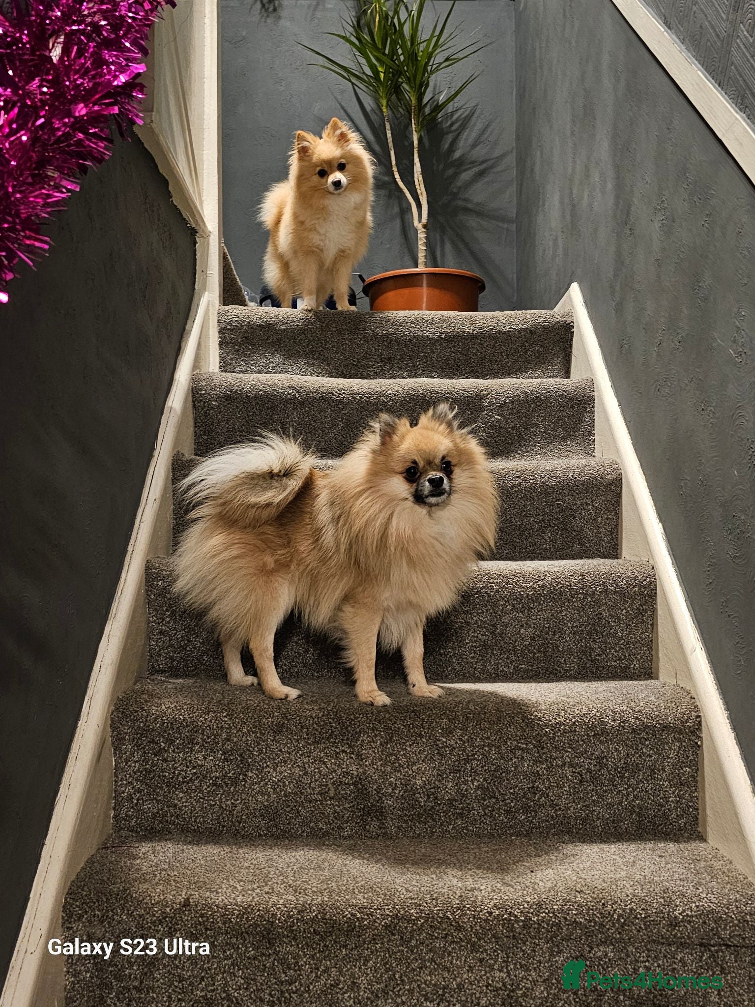 Pomeranian dogs Pomeranian  - Advert 2