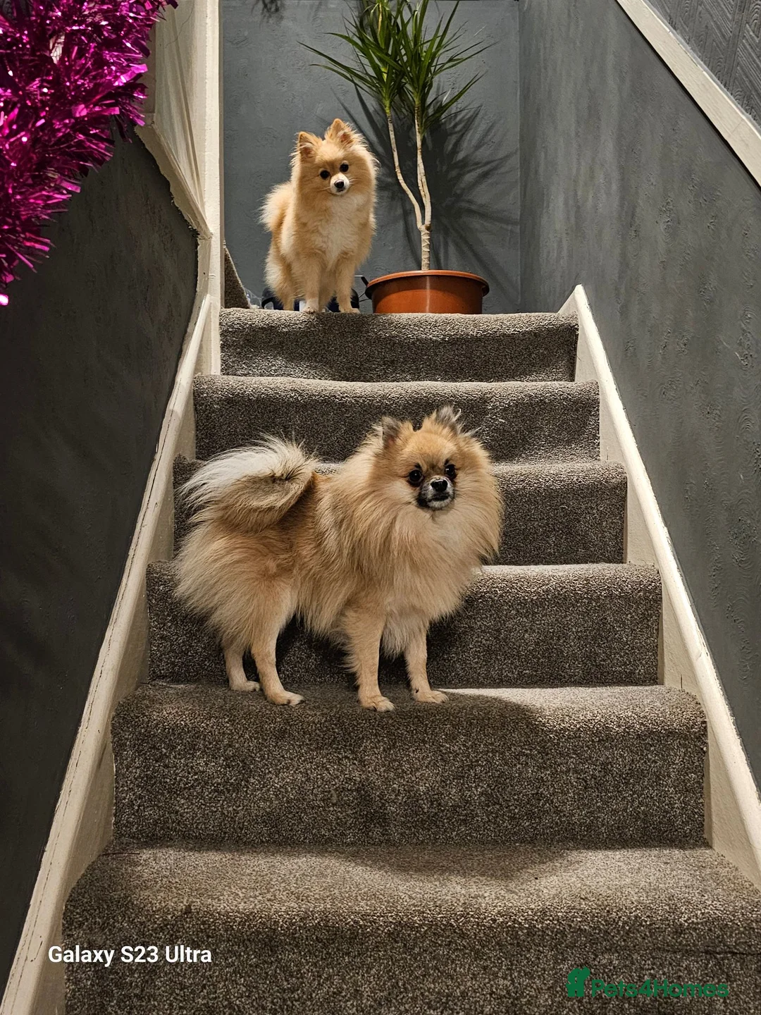 Pomeranian dogs for sale: Pomeranian  - Advert 2