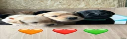 Labrador Retriever dogs for sale: 2 gorgeous black boys available  - Advert 13