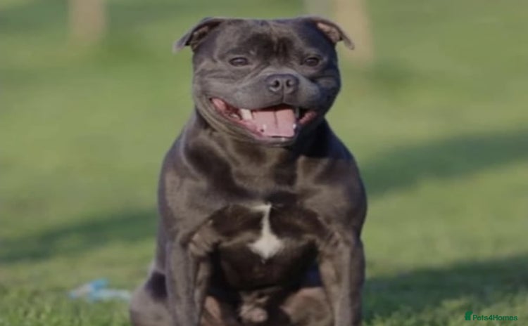 Staffordshire Bull Terrier dogs - Advert 1