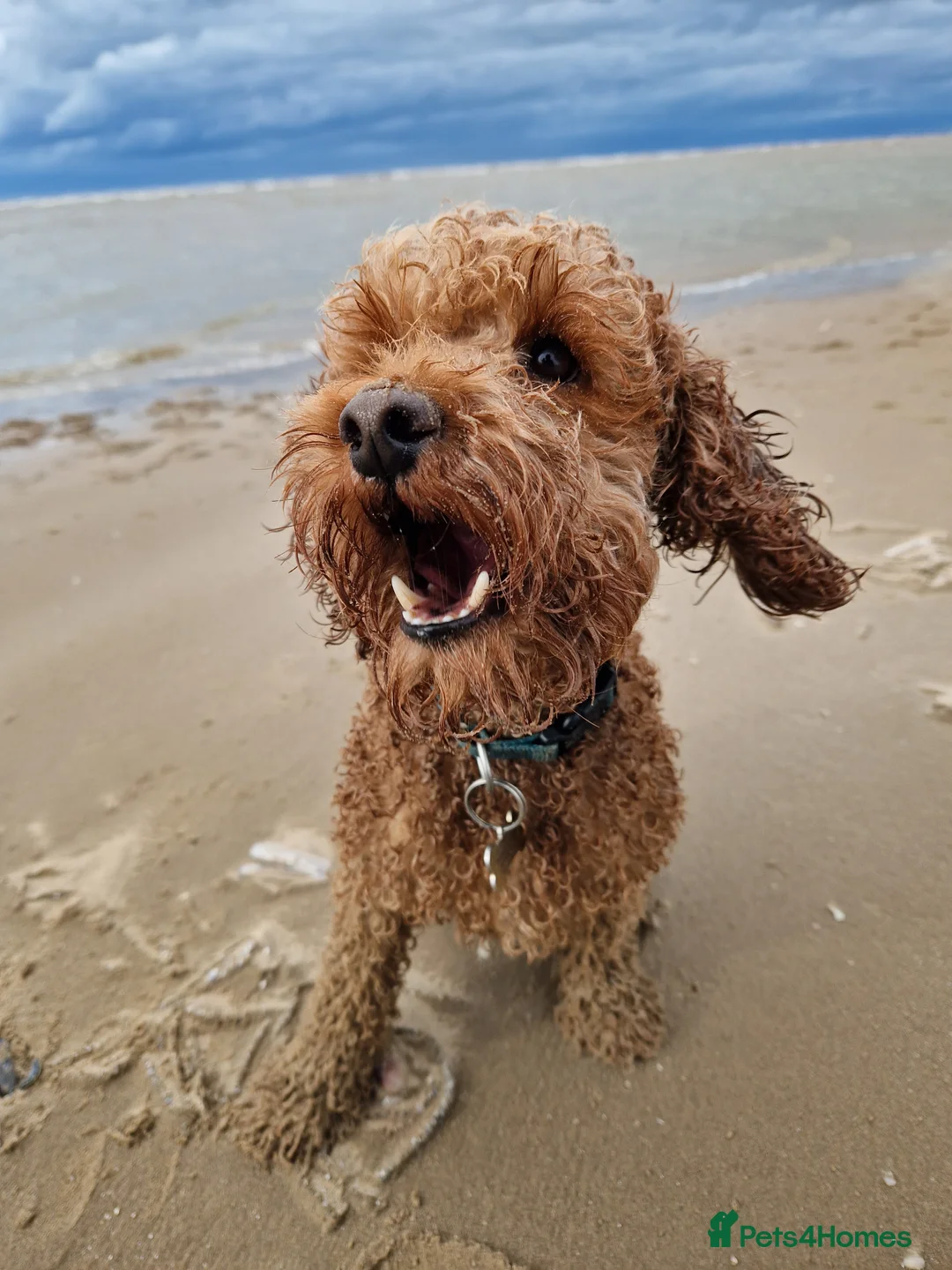 Miniature Poodle dogs for stud: ✅️DNA Test Red KC Miniature Poodle Stud Manchester in Manchester - Advert 15