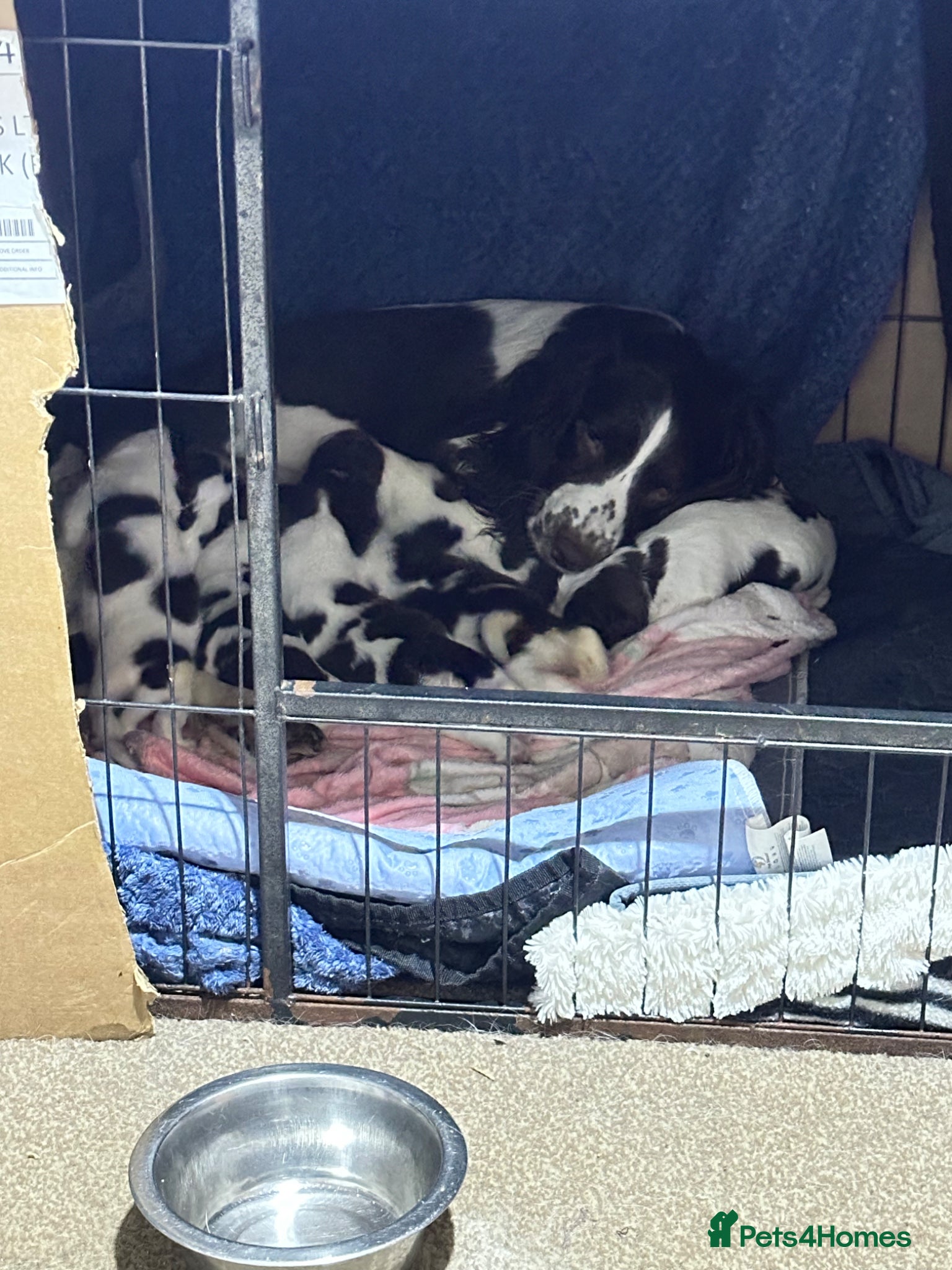 English Springer Spaniel dogs 8 beautiful puppies  - Advert 4