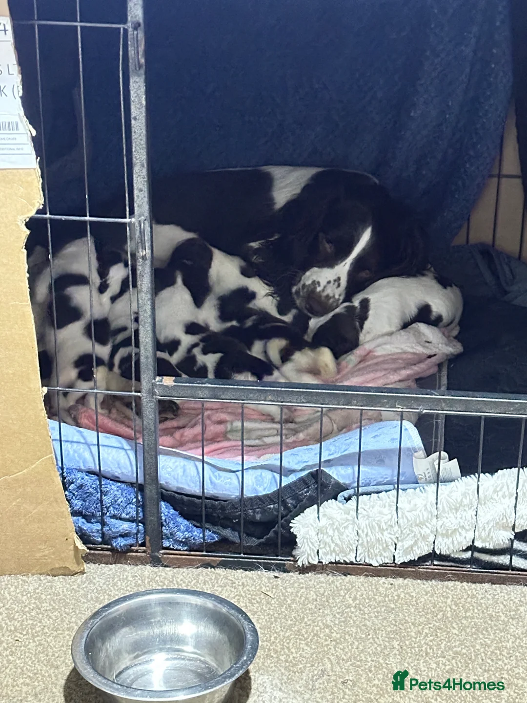 English Springer Spaniel dogs for sale: 8 beautiful puppies  - Advert 1