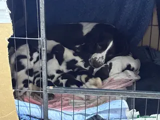 English Springer Spaniel dogs 8 beautiful puppies - Advert 4