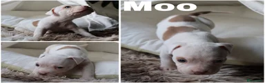 Moo