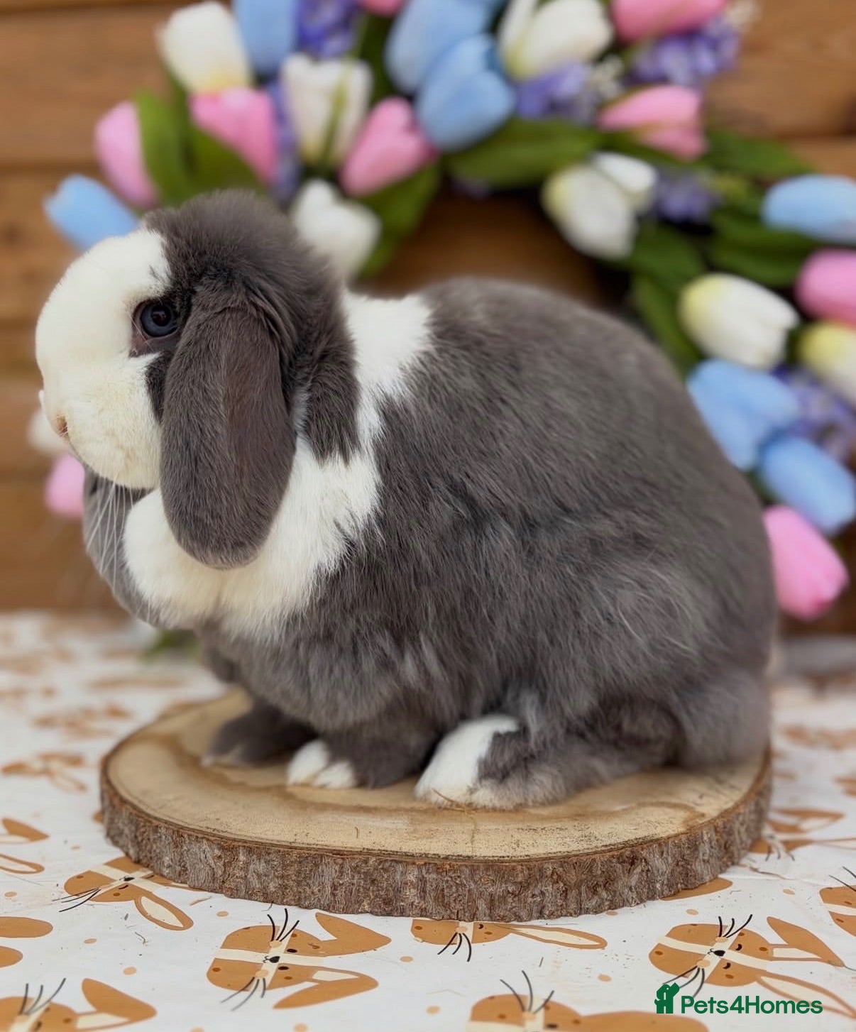 Mini Lop rabbits Import Mini Lop Buck & Doe  - Advert 13