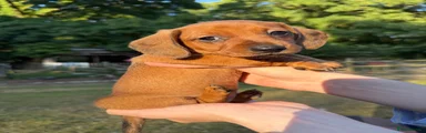 Dachshund 2