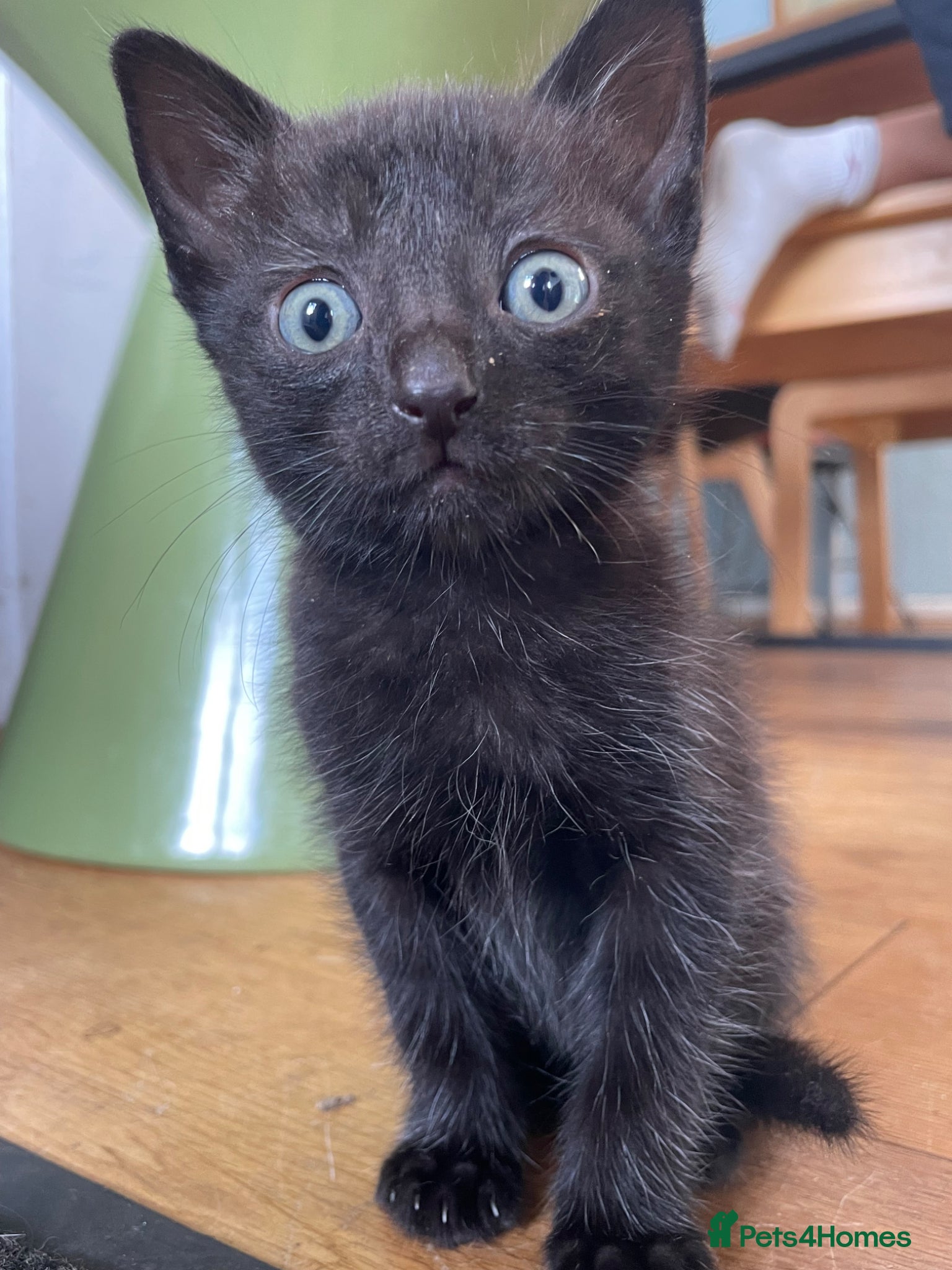 Mixed Breed cats *1 Black fluffy Ragdoll x Cornish Rex male kittens - Advert 9