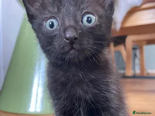 Mixed Breed cats *1 Black fluffy Ragdoll x Cornish Rex male kittens - Advert 9