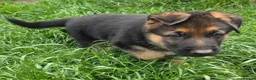 German Shepherd dogs for sale: German Shepherd Pups in Newcastle - Advert 4