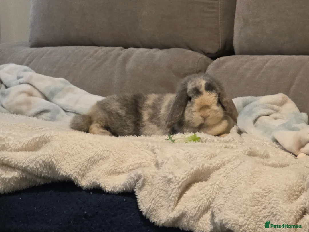 Mini Lop rabbits for sale: Beautiful blue harli doe PET HOME ONLY - Advert 2