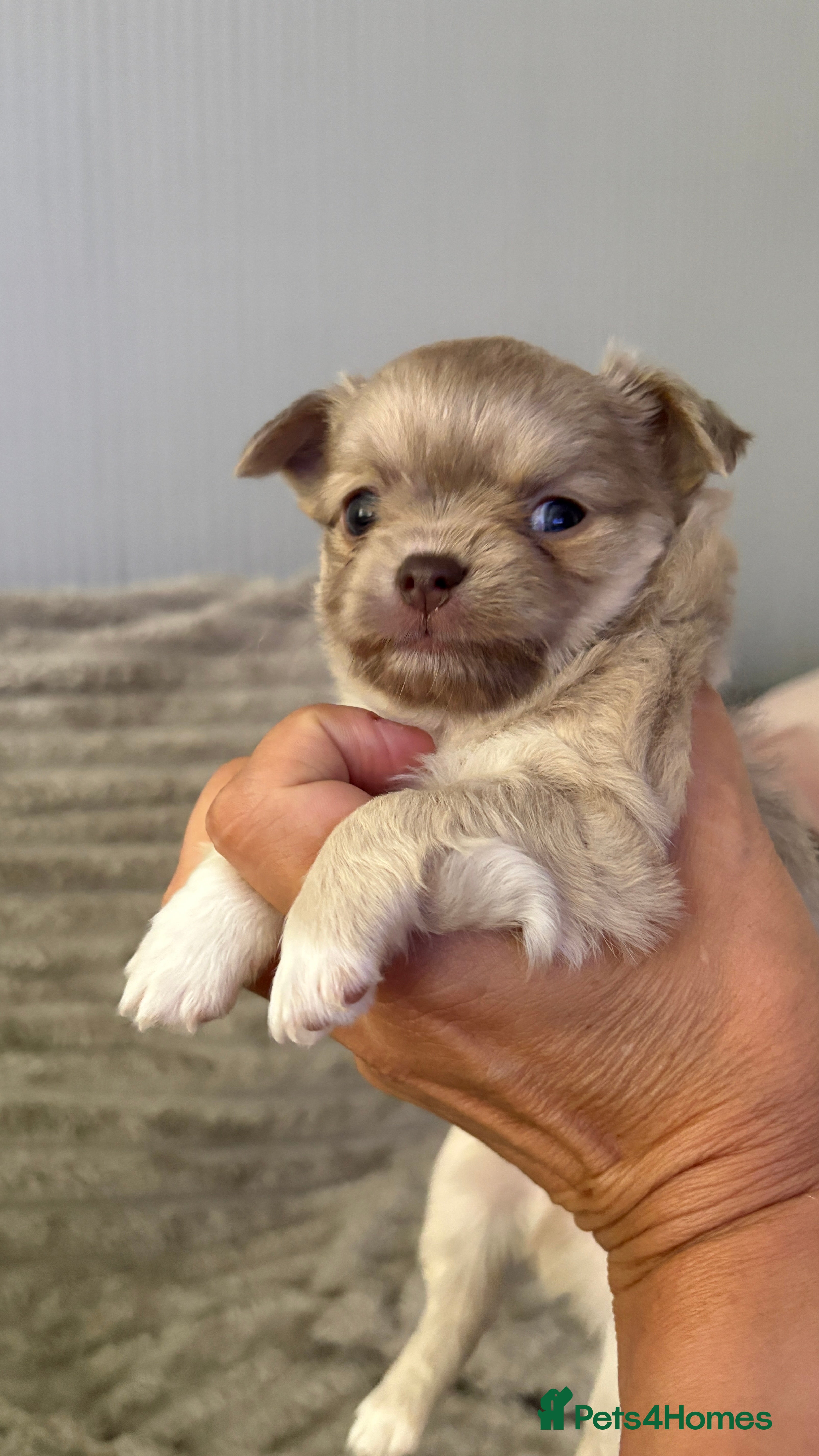Chihuahua dogs One lilac male chihuahua pup for sale. - Advert 12