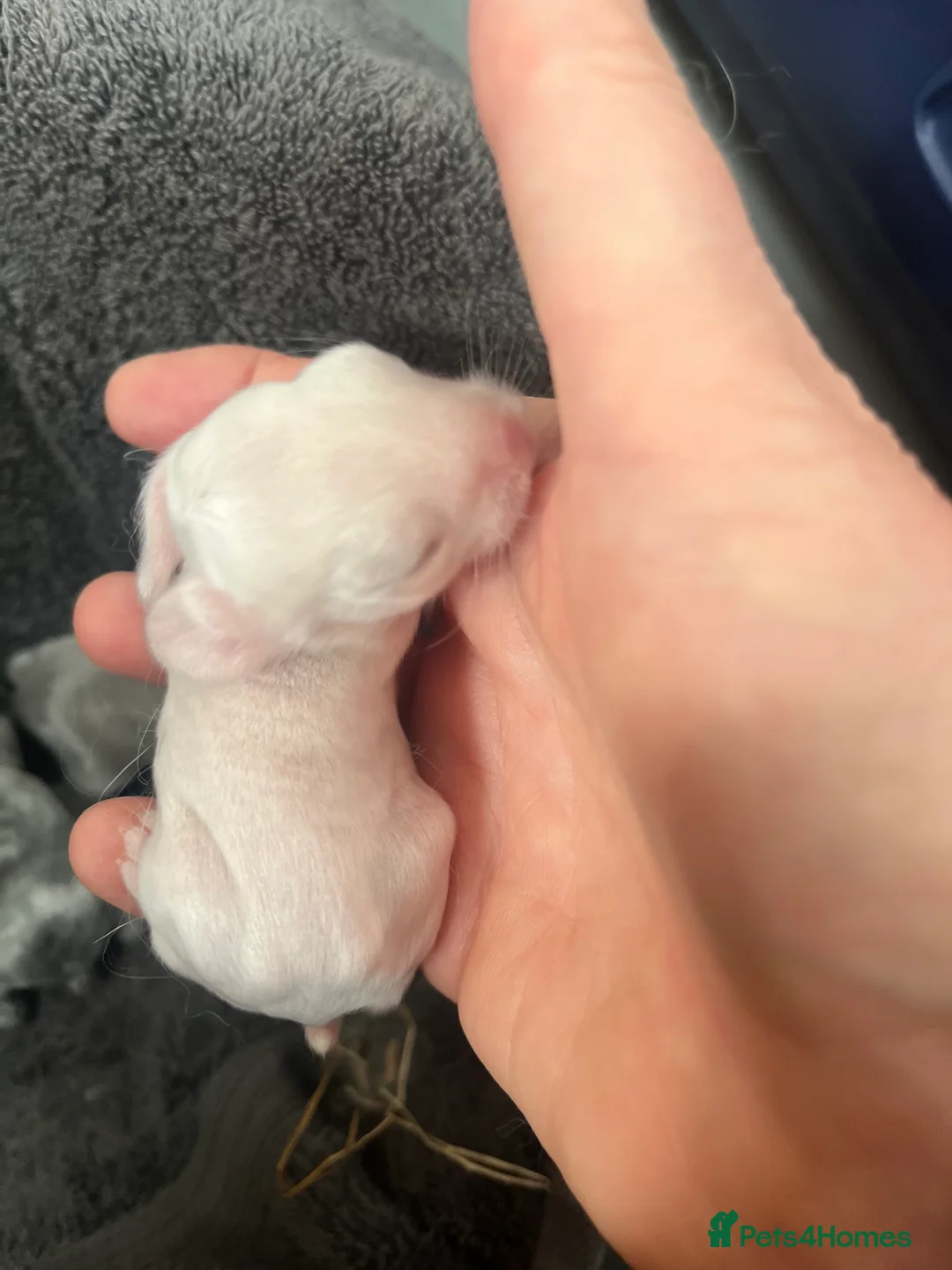 Mini Lop rabbits for sale: Gorgeous Mini Lops - Advert 14