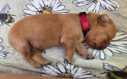 Labrador Retriever dogs for sale: 1 BOY LEFT!! Fox Red Labrador - Working Lines - Image 15