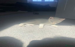 Mixed Breed cats for sale: Kitten - Image 1