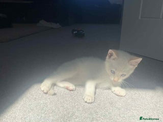 Mixed Breed cats - Advert 29