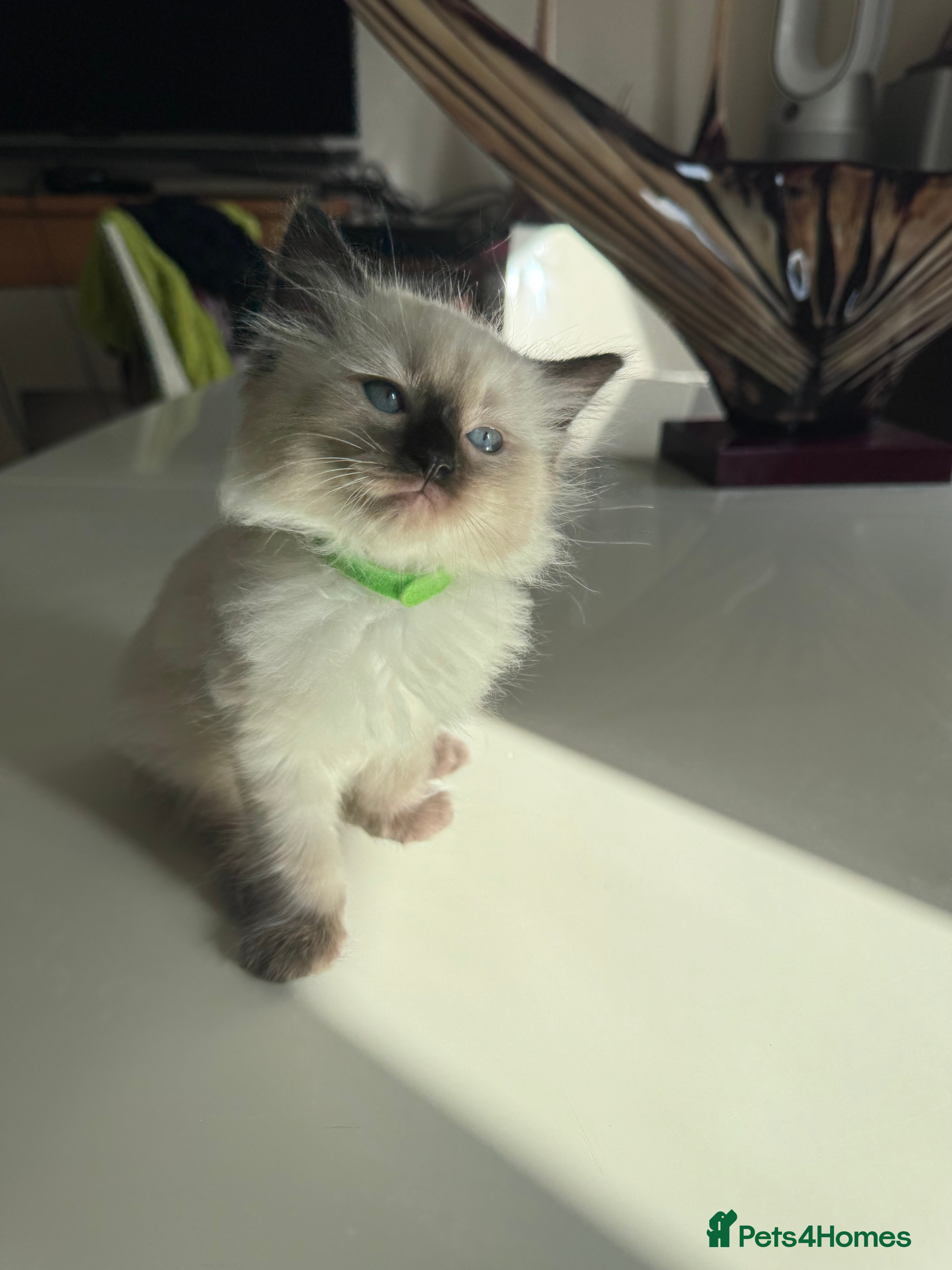 Ragdoll cats Girl kitten green collar  - Advert 2