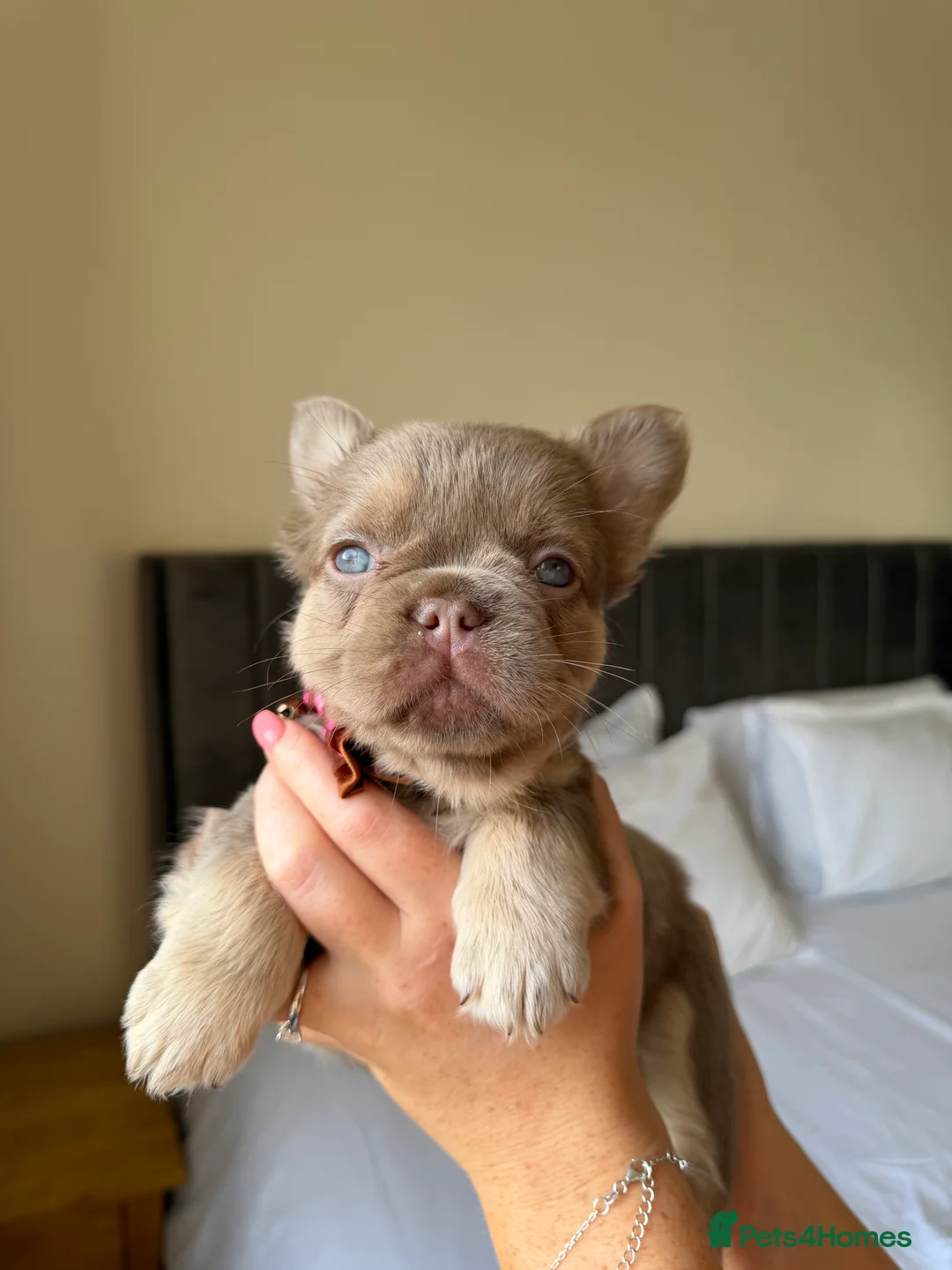 French Bulldog dogs for sale: French bulldog  - Advert 21