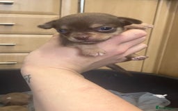 Chihuahua dogs for sale: Chihuahua Puppies - with starter kits  - Image 4