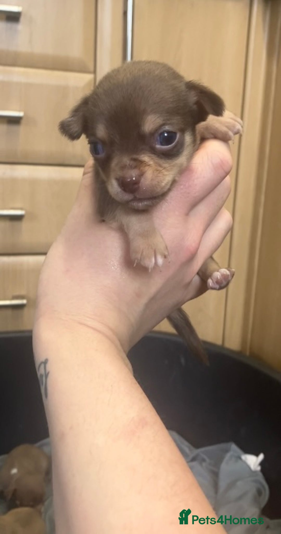 Chihuahua dogs for sale: Chihuahua Puppies - with starter kits  - Image 4