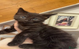 Mixed Breed cats for sale: 3 half Russian blue and mixed breed tabby - Image 4