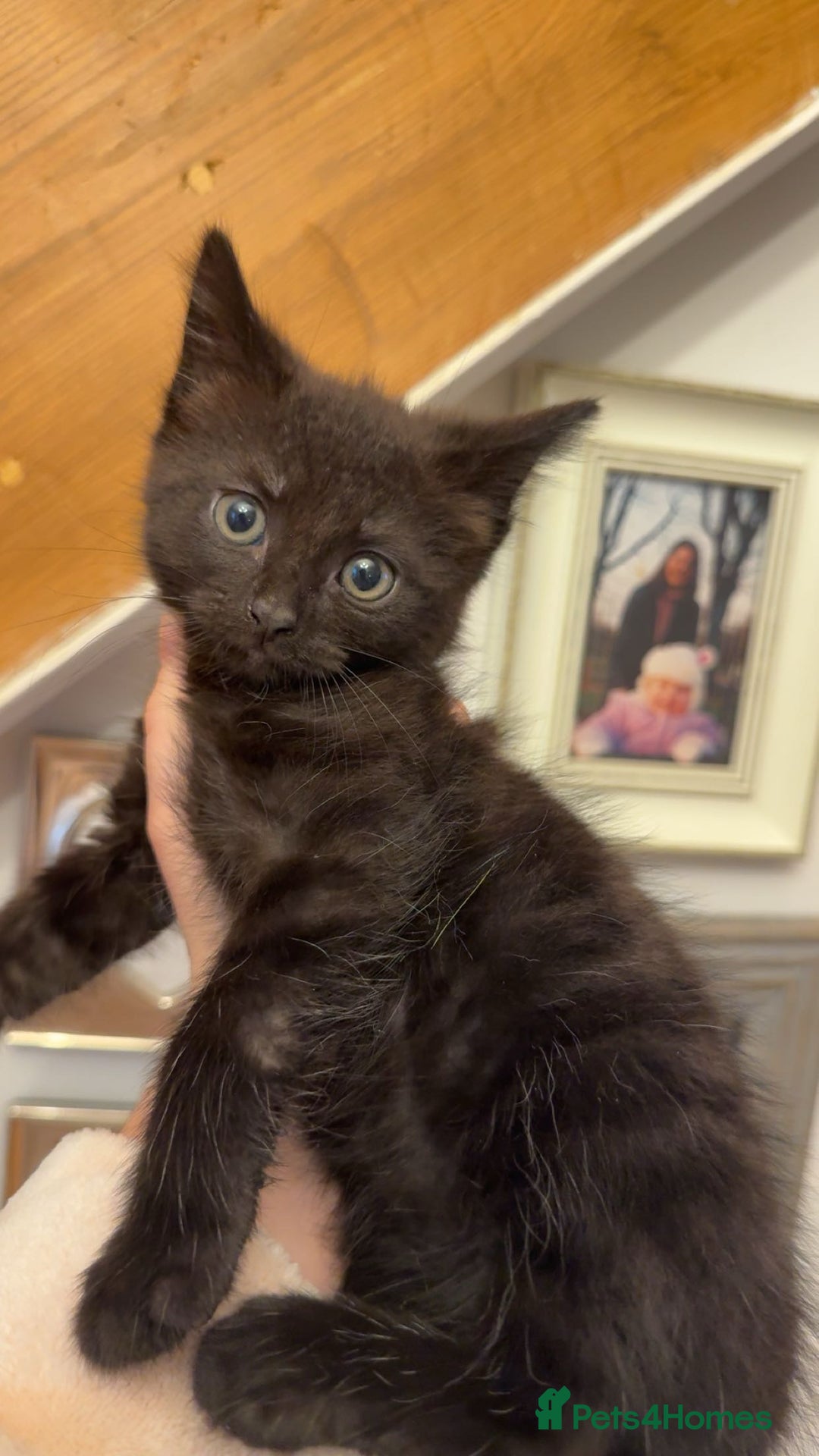 Mixed Breed cats for sale: 3 half Russian blue and mixed breed tabby - Image 4