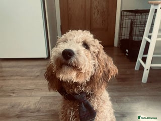 Cockapoo dogs in Ipswich - Advert 26