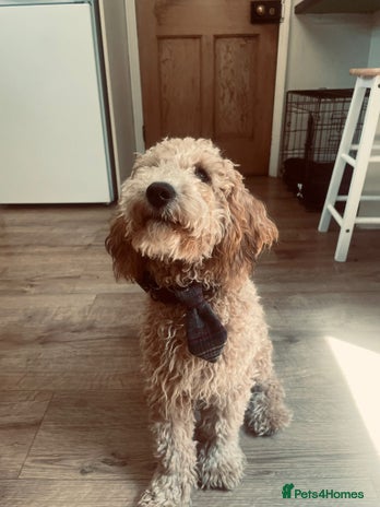 Cockapoo dogs AVAILABLE FOR STUD-Sable red F1BMiniature Cockapoo in Ipswich - Advert 1