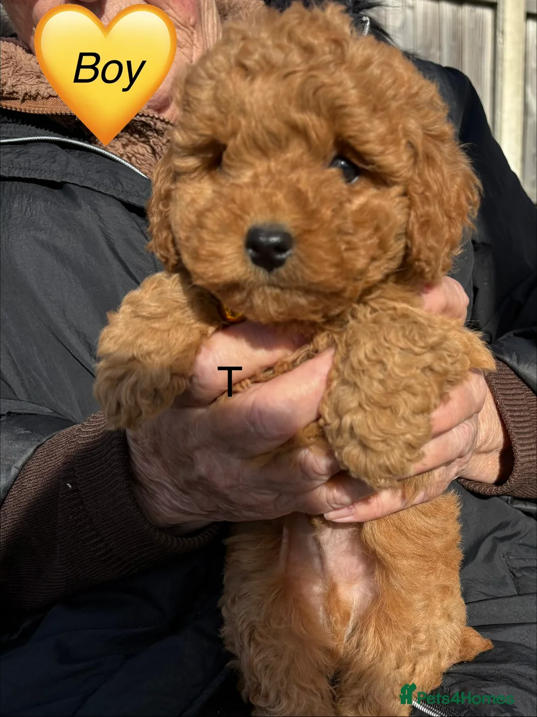 Mixed Breed dogs for sale: cockapoo  - Advert 19