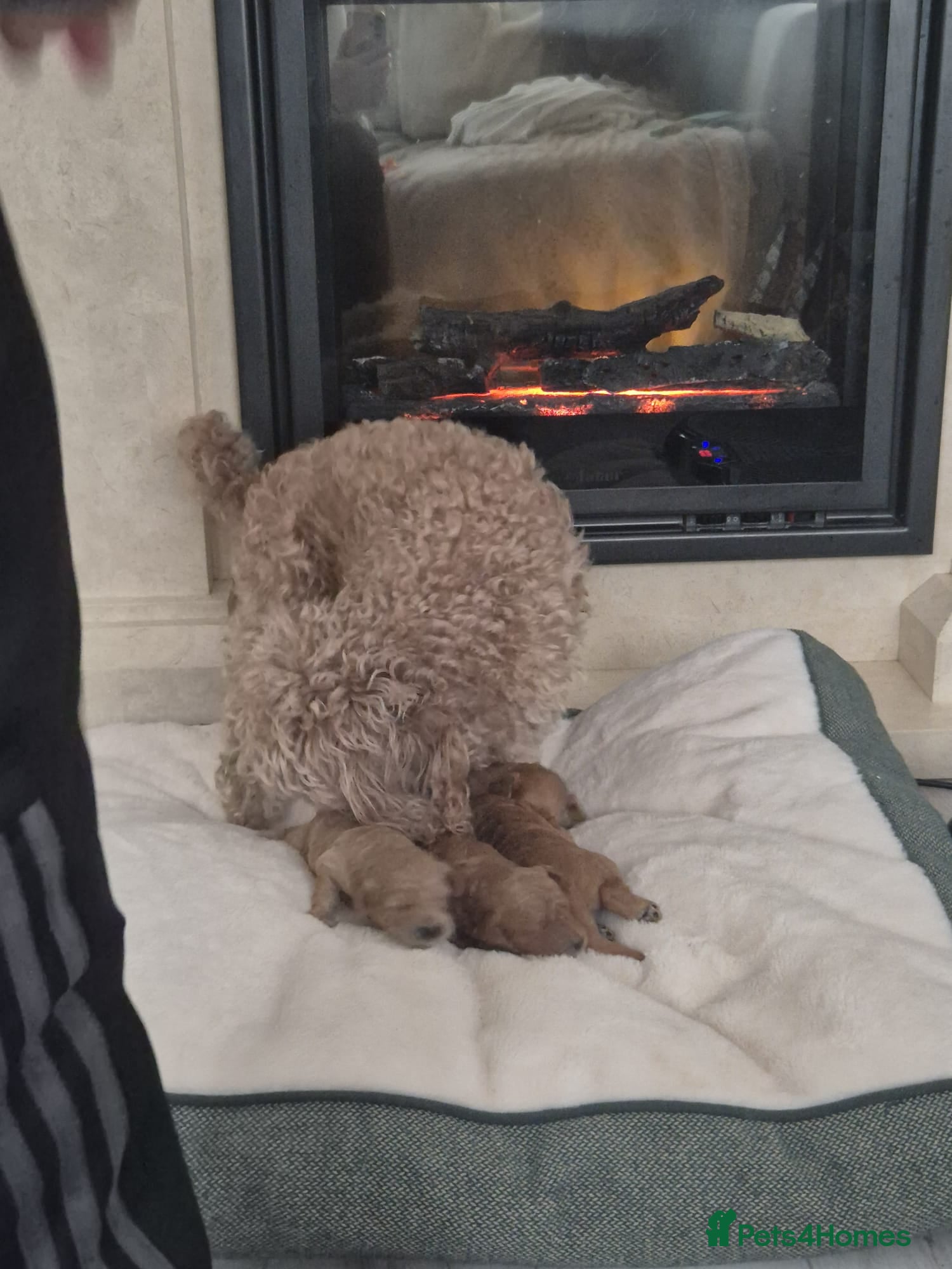 Cavapoo dogs EXTENSIVELY HEALTH TESTED CAVERPOO PUPS - Advert 17