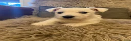 West Highland Terrier dogs for sale: West highland terrier BOY pup - Advert 6