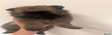 Pomeranian 4