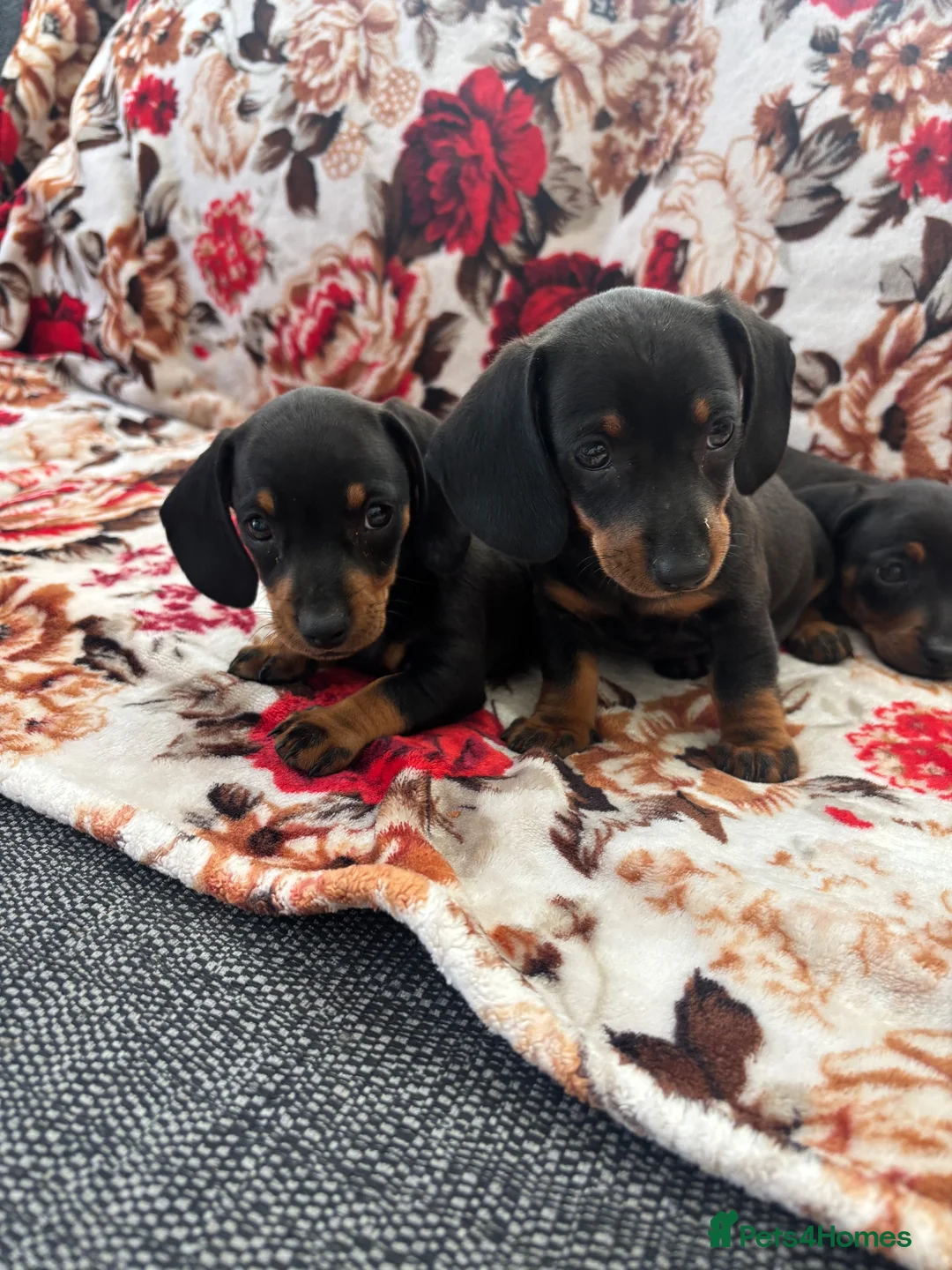 Dachshund dogs for sale: Beautiful nine week old dash hound puppies - Advert 2