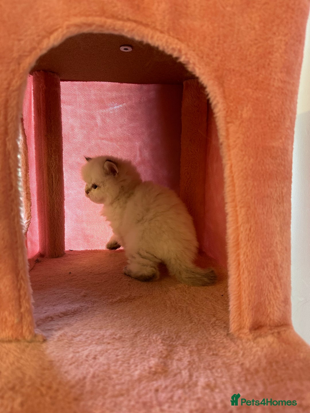 British Longhair cats for sale: TOP QUALITY BRITISH LONG HAIR KITTEN BOY  - Image 11