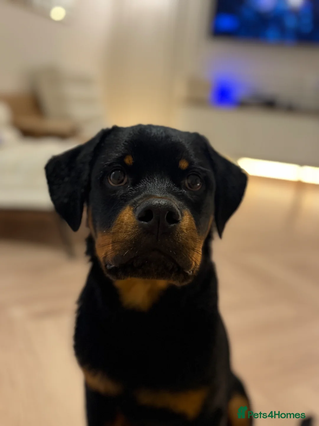 Rottweiler dogs for sale: 6month old Rottweiler puppy  - Advert 7