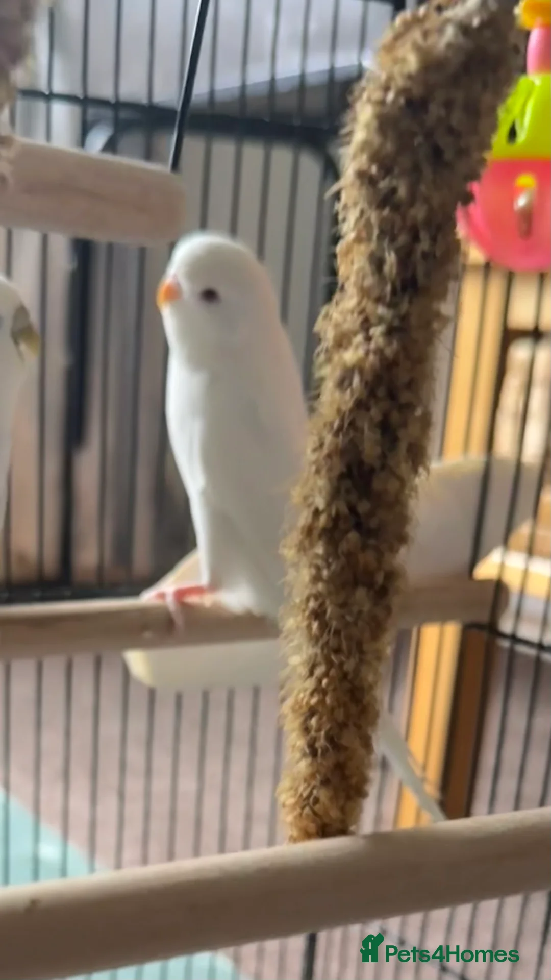 Budgerigars birds for sale: budgies - Advert 5