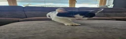 Mixed Breed cats for sale: Beautiful black and white male  - Advert 9