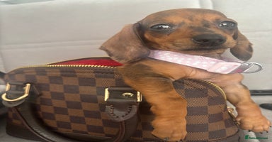 Miniature Dachshund dogs - Advert 12