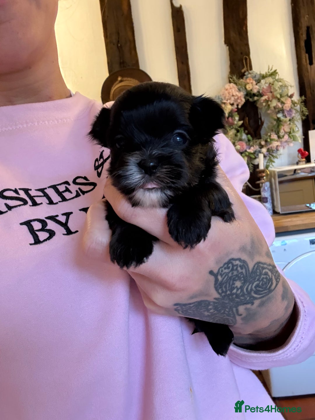 Morkie dogs for sale: Dainty little morkies - Advert 5