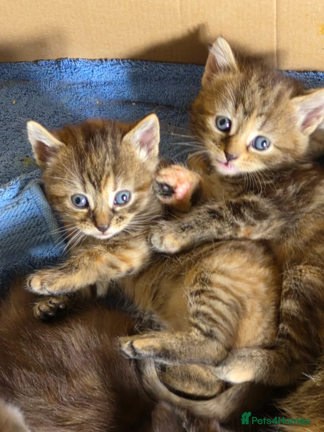 Mixed Breed cats for sale: Super cute kittens 😻 - Advert 12