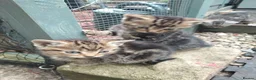 Mixed Breed cats for sale: Tabby kittens  - Advert 8