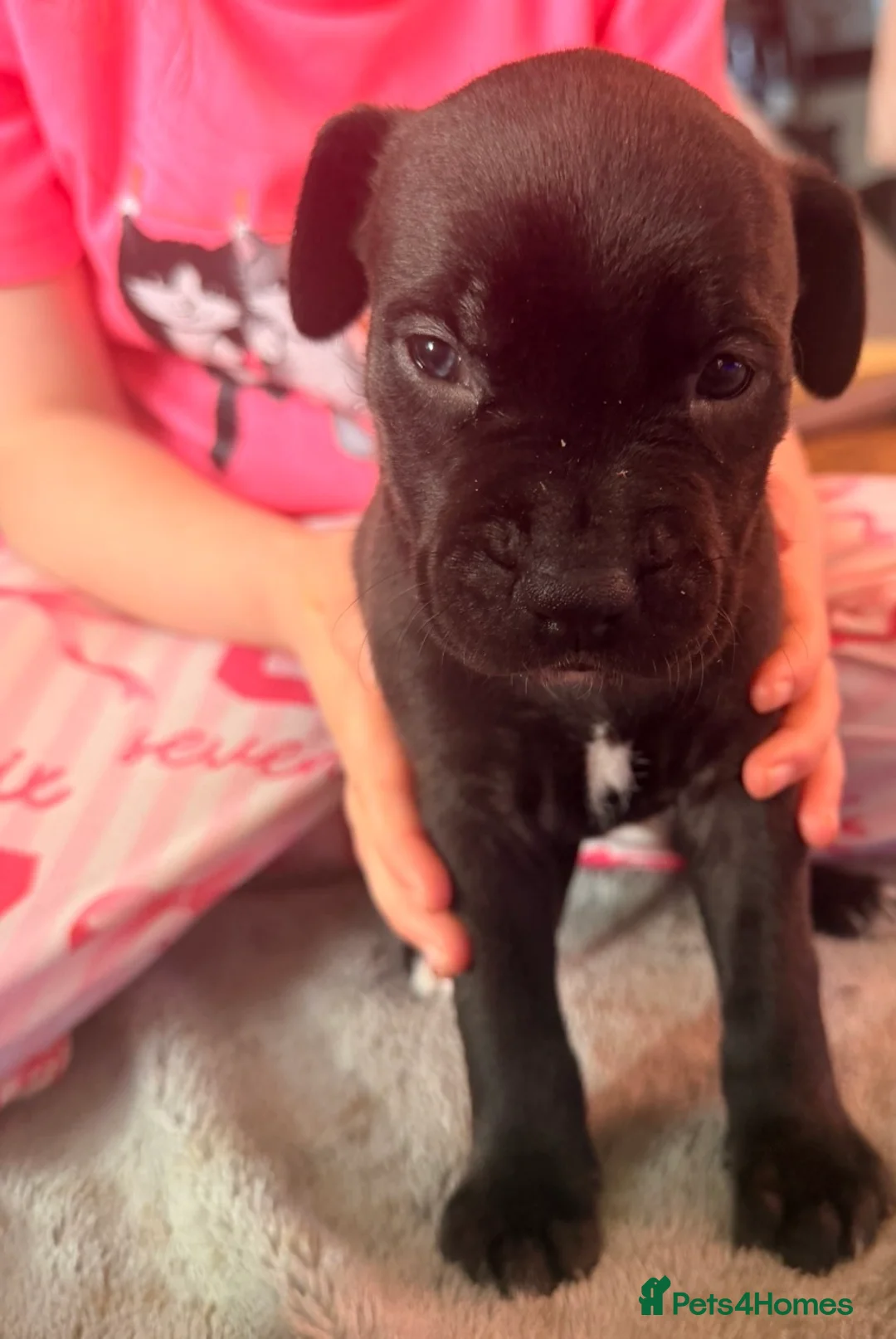 Presa Canario dogs for sale: 5 presa back up for sale  - Advert 6