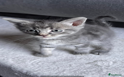 Mixed Breed cats for sale: Beautiful kittens - Image 4