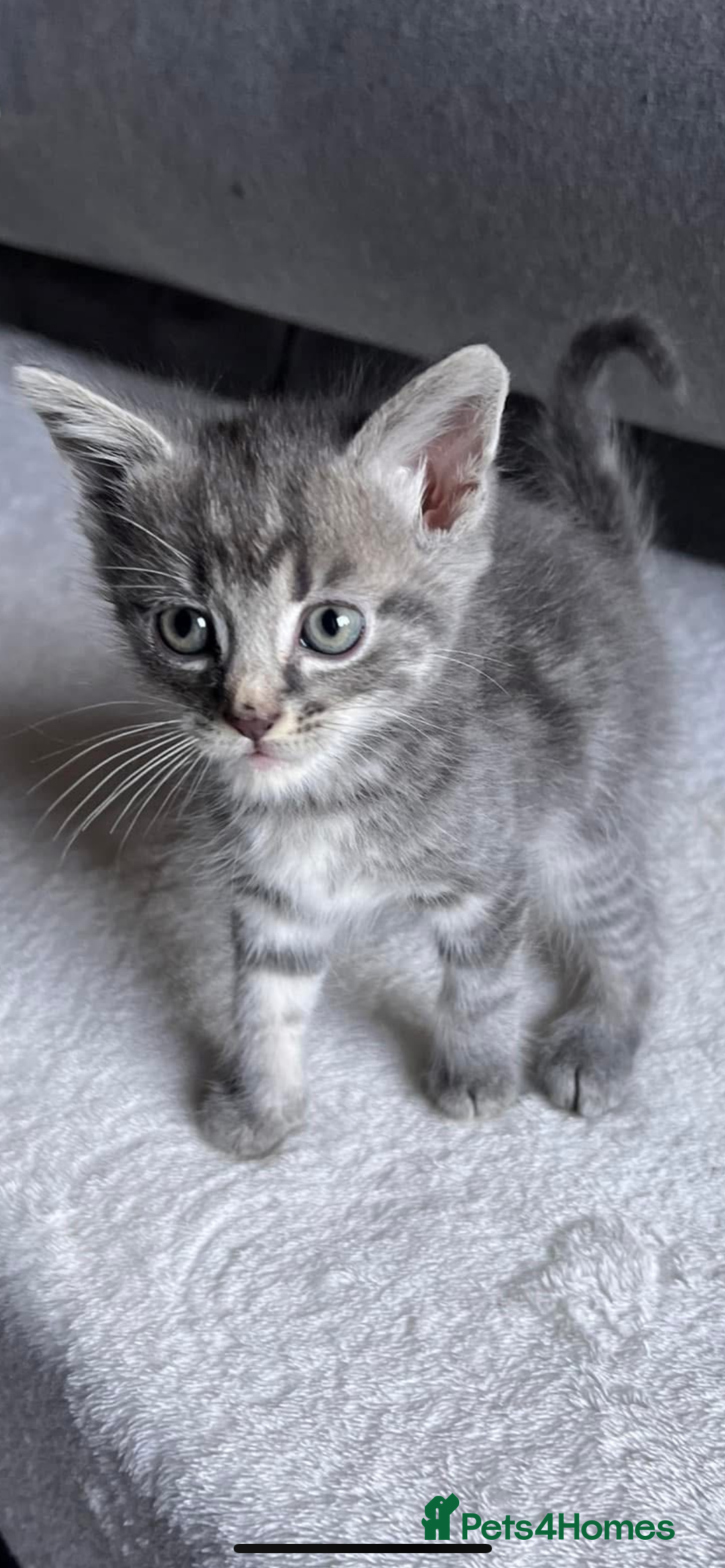 Mixed Breed cats for sale: Beautiful kittens - Image 4